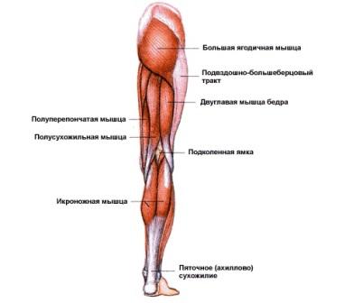 Мышцы человека назначение и классификация