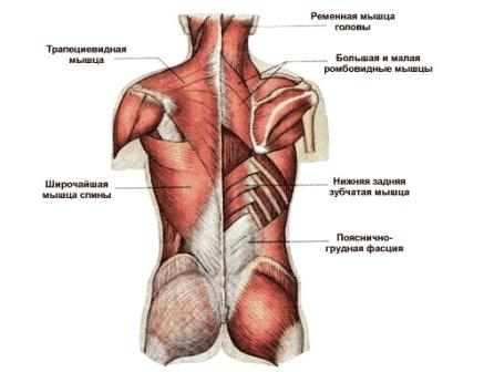 Мышцы человека назначение и классификация