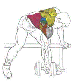 тренировка плеч гантелями в тренажерном зале, упражнения с гантелями для укрепления мышц спины